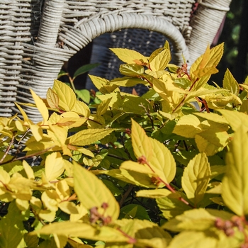 Spiraea japonica 'Limemound' - Limemound Spirea