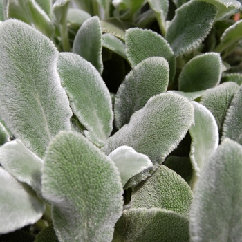 Stachys byzantina - Silver Carpet Lamb's Ears