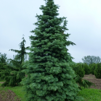 Abies concolor - Concolor Fir