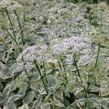 Aegopodium podagraria - 'Variegatum' Snow on the Mountain