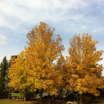 Fraxinus pennsylvanica 'Summit' - Summit Ash