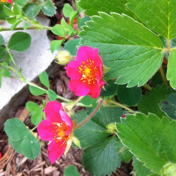 Fragaria - 'Lipstick' Ornamental Strawberry