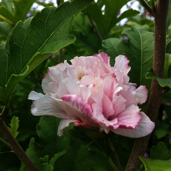 Hibiscus syriacus - 'Blushing Bride' Rose of Sharon