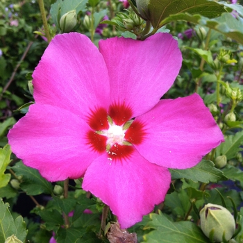 Hibiscus syriacus - Aphrodite Rose of Sharon