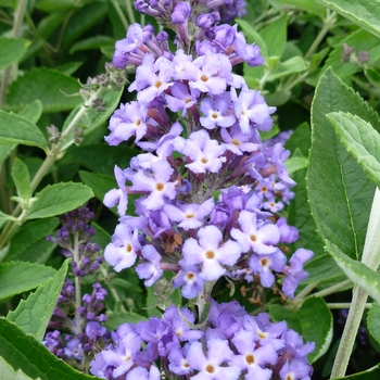 Buddleia (Butterfly Bush) - Flutterby Petite® 'Blue Heaven'