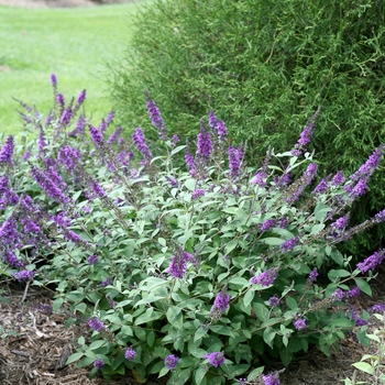 Buddleia (Butterfly Bush) - Lo & Behold&reg; 'Blue Chip Jr.'