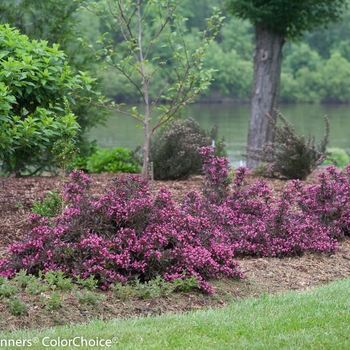 Weigela florida 'Spilled Wine' - Weigela