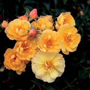Rosa - 'Sunshine Happy Trails&trade;' Ground Cover Rose