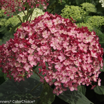 Hydrangea arborescens (Smooth Hydrangea) - Invincibelle&reg; 'Ruby'