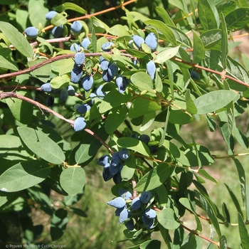 Lonicera caerulea (Japanese Haskap) - Yezberry® 'Solo™'