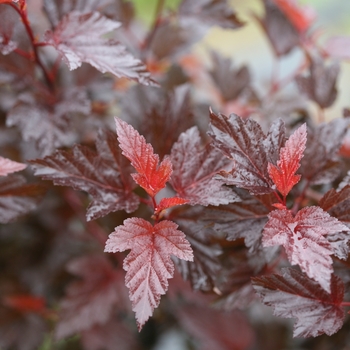Physocarpus opulifolius - Ginger Wine&reg;