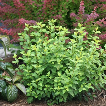 Physocarpus opulifolius - Tiny Wine® Gold