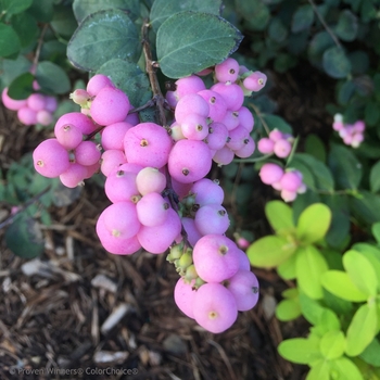 Symphoricarpos - 'Proud Berry&reg;' Coral Berry