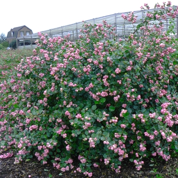 Symphoricarpos - 'Proud Berry&reg;' Coral Berry