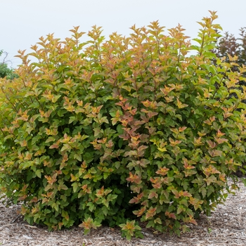 Physocarpus opulifolius 'Jefam' - Amber Jubilee™ Ninebark 