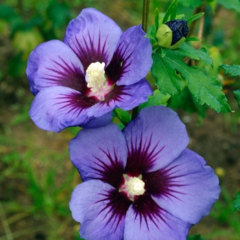 Hibiscus syriacus - First Editions® 'Hawaii™'