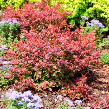 Berberis thunbergii - Royal Burgundy® Barberry