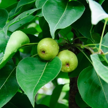 Pyrus cummunis 'Bartlett - Bartlett Pear