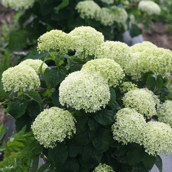 Hydrangea arborescens - Smooth Hydrangea