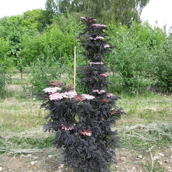 Sambucus nigra - Laced Up&reg;