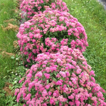 Spiraea japonica - Double Play® Pink