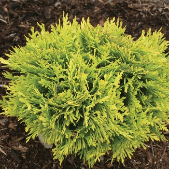 Thuja occidentalis (Arborvitae) - 'Anna's Magic Ball®'