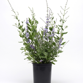 Perovskia atriplicifolia - 'Blue Spritzer' Russian Sage