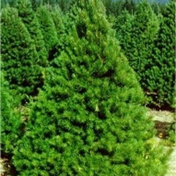 Pinus sylvestris - Scotch Pine