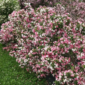 Weigela florida - Czechmark Trilogy®