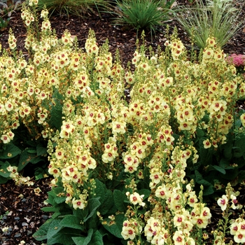 Verbascum - 'Dark Eyes' Mullein