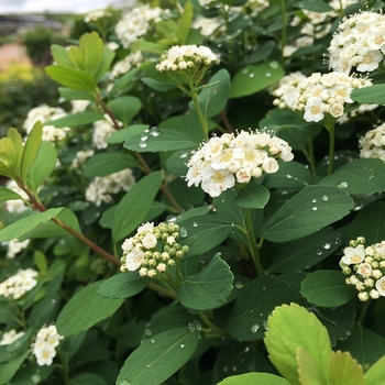 Spiraea betulifolia Tor - Tor Spirea