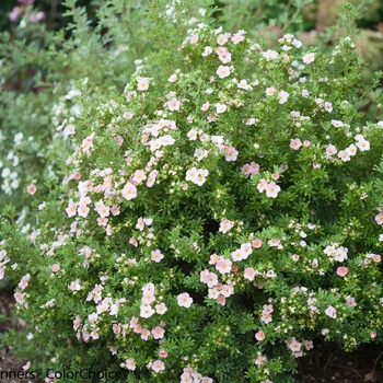 Potentilla fruticosa 'Kupinpa' PP22732 (Potentilla) - Happy Face® Pink Paradise