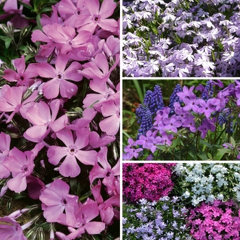 Phlox subulata - Assorted Creeping Phlox