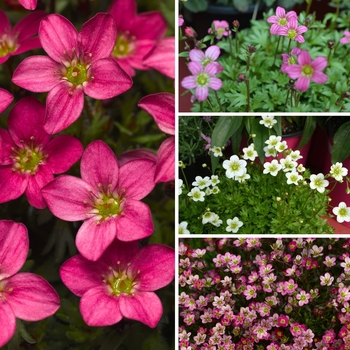 Saxifraga 'Multiple Varieties' (Rockfoil) - Rockfoil