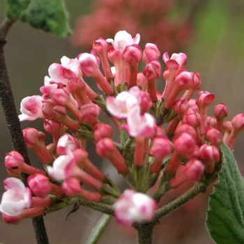 Viburnum carlesii - 'Spice Girl&reg;' Korean Spice Viburnum