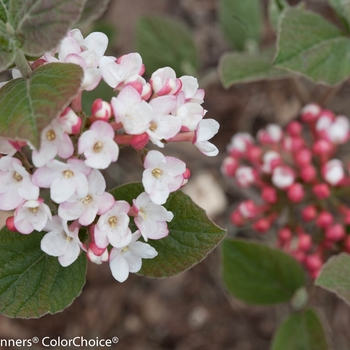 Viburnum carlesii - 'Spice Girl&reg;' Korean Spice Viburnum