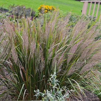 Calamagrostis brachytricha - Korean Feather Reed Grass