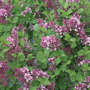 Syringa 'SMNJRPU' PP29831, Can PBRAF (Reblooming Lilac) - Bloomerang® Dwarf Purple