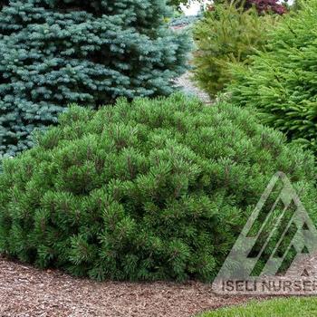 Pinus mugo 'Slowmound' - Slowmound Mugo Pine