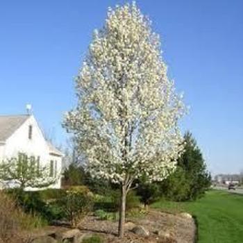 Pyrus calleryana 'Cleveland Select' or 'Chanticleer' - Cleveland or Chanticleer Pear