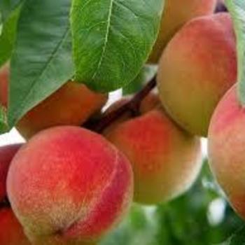 Prunus persica ' Reliance' - Peach Reliance