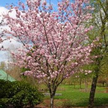 Prunus sargentii ''Pink Flair' - Pink Flair Cherry