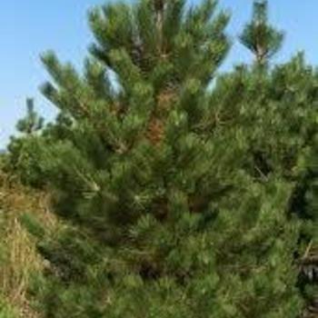 Pinus nigra - Austrian Pine