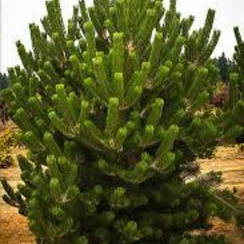 Pinus 'Oregon Green' - Oregon Green Pine