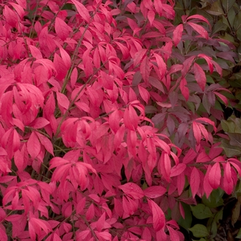Euonymus alatus - 'Unforgettable Fire®' Burning Bush