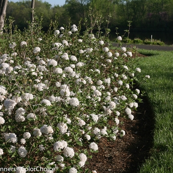 Viburnum carlesii - 'Spice Baby&trade;' Koreanspice Viburnum