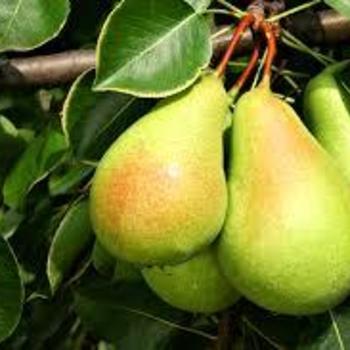 Pyrus communis 'Luscious' - Luscious Pear