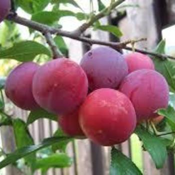 Prunus salicina 'Toka' - Toka Bubblegum Plum