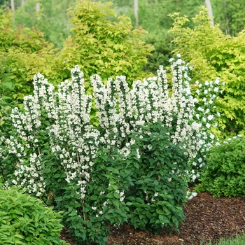 Philadelphus coronarius - 'Illuminati Tower®' Mock Orange