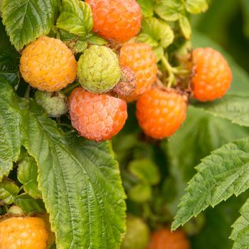 Rubus 'Fall Gold' - Fall Gold Raspberry